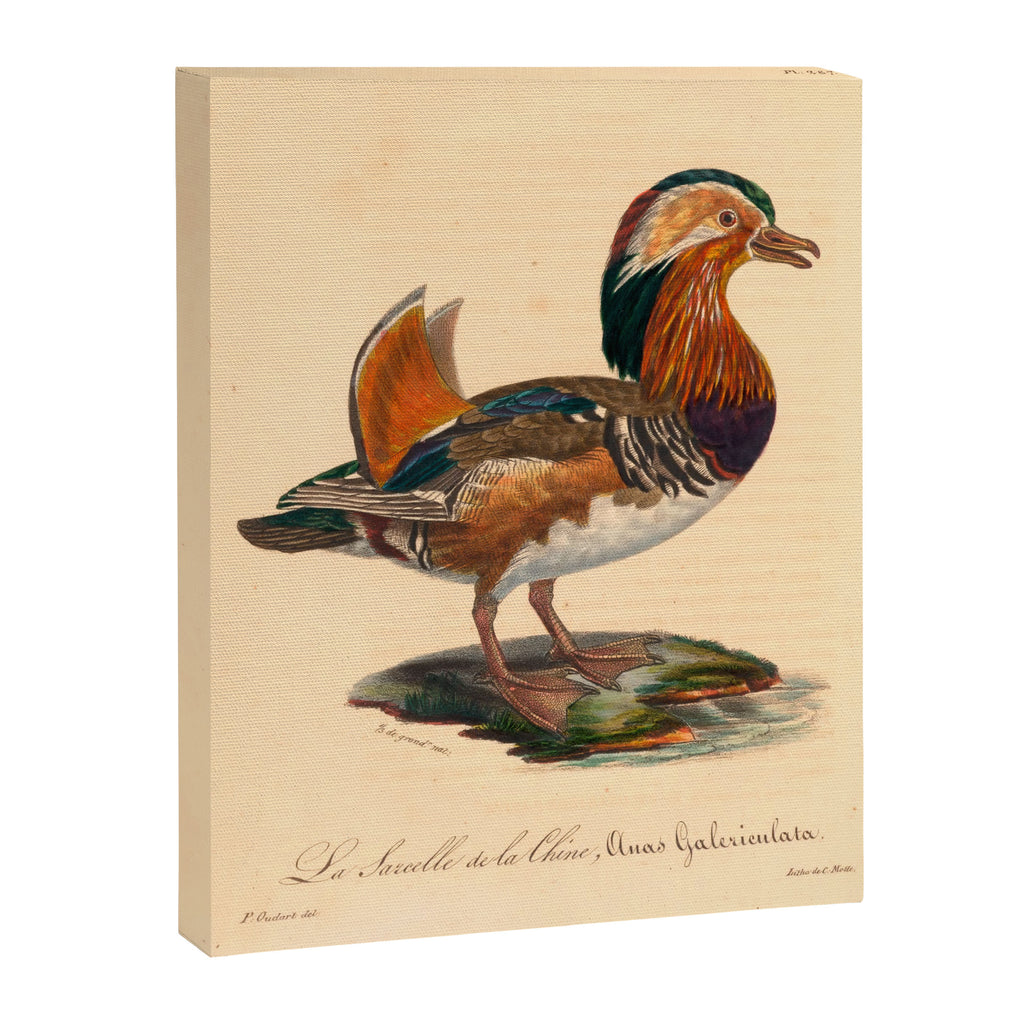 Ornithological illustration from "La Galerie de Oiseaux" ("Bird Gallery"), 1825 Canvas Print Gallery Image 6