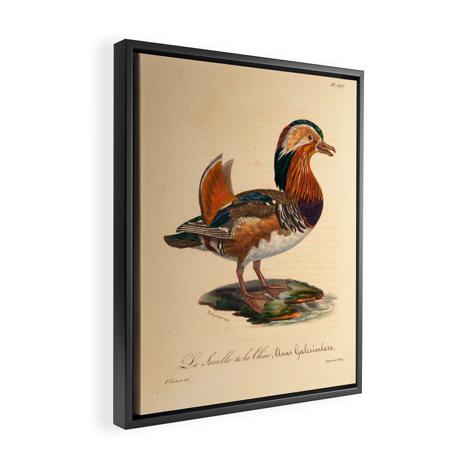 Ornithological illustration from "La Galerie de Oiseaux" ("Bird Gallery"), 1825 Framed Canvas Print Gallery Image 2