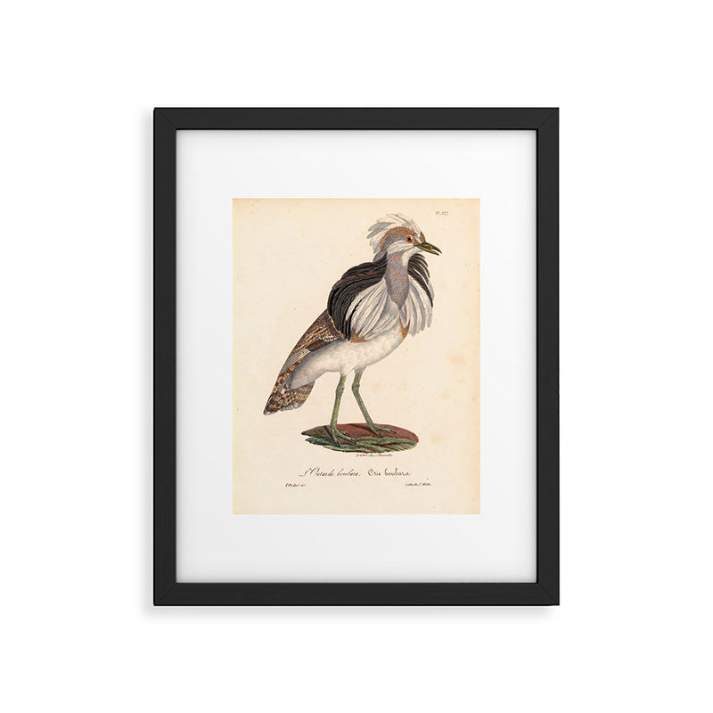 Ornithological illustration from "La Galerie de Oiseaux" ("Bird Gallery"), 1825 Framed Art Print Gallery Image 5