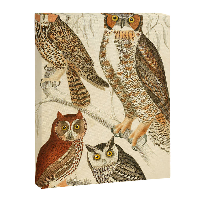 Owls from The Edinburgh Journal, 1835 (benefitting The Nature Conservancy) Canvas Print Gallery Image 1
