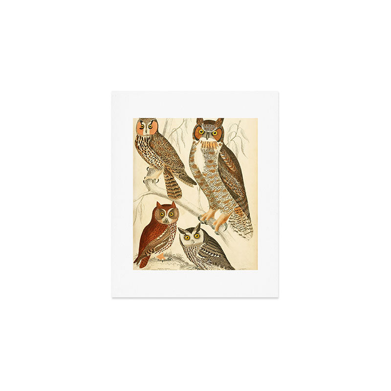 Owls from The Edinburgh Journal, 1835 (benefitting The Nature Conservancy) Art Print Gallery Image 1