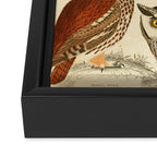 Owls from The Edinburgh Journal, 1835 (benefitting The Nature Conservancy) Framed Canvas Print Gallery Image 3