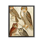 Owls from The Edinburgh Journal, 1835 (benefitting The Nature Conservancy) Framed Canvas Print Gallery Image 6