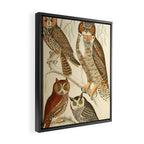 Owls from The Edinburgh Journal, 1835 (benefitting The Nature Conservancy) Framed Canvas Print Gallery Image 2
