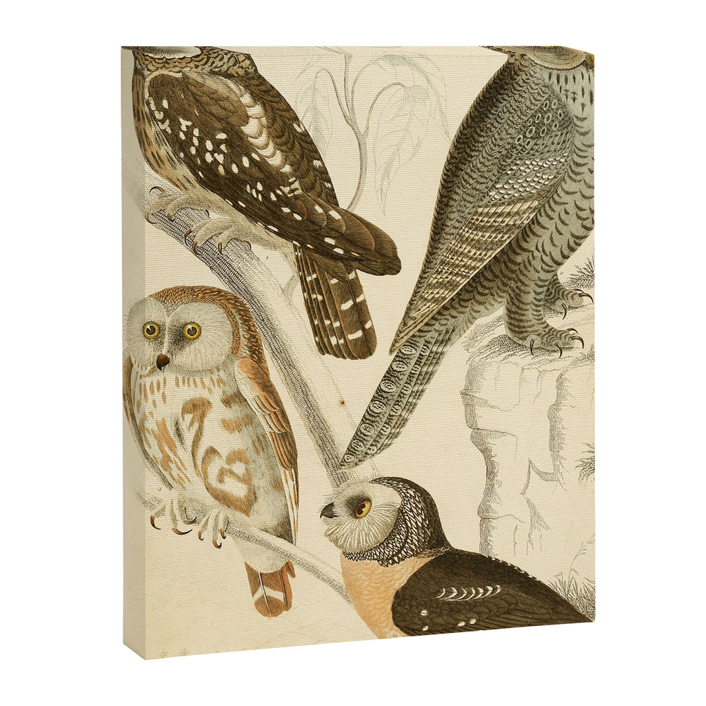 Owls from The Edinburgh Journal, 1835 (benefitting The Nature Conservancy) Canvas Print Gallery Image 6