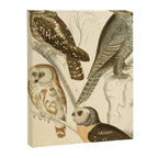 Owls from The Edinburgh Journal, 1835 (benefitting The Nature Conservancy) Canvas Print Gallery Image 6