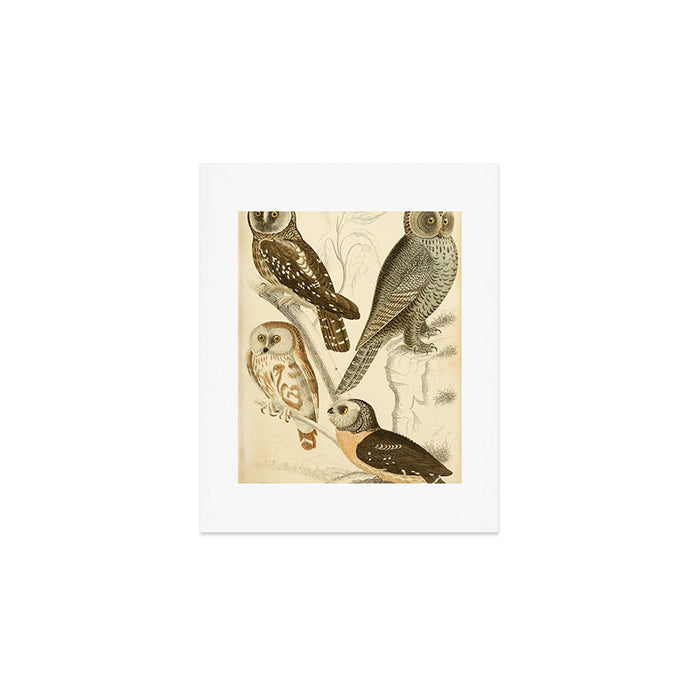 Owls from The Edinburgh Journal, 1835 (benefitting The Nature Conservancy) Art Print Gallery Image 1