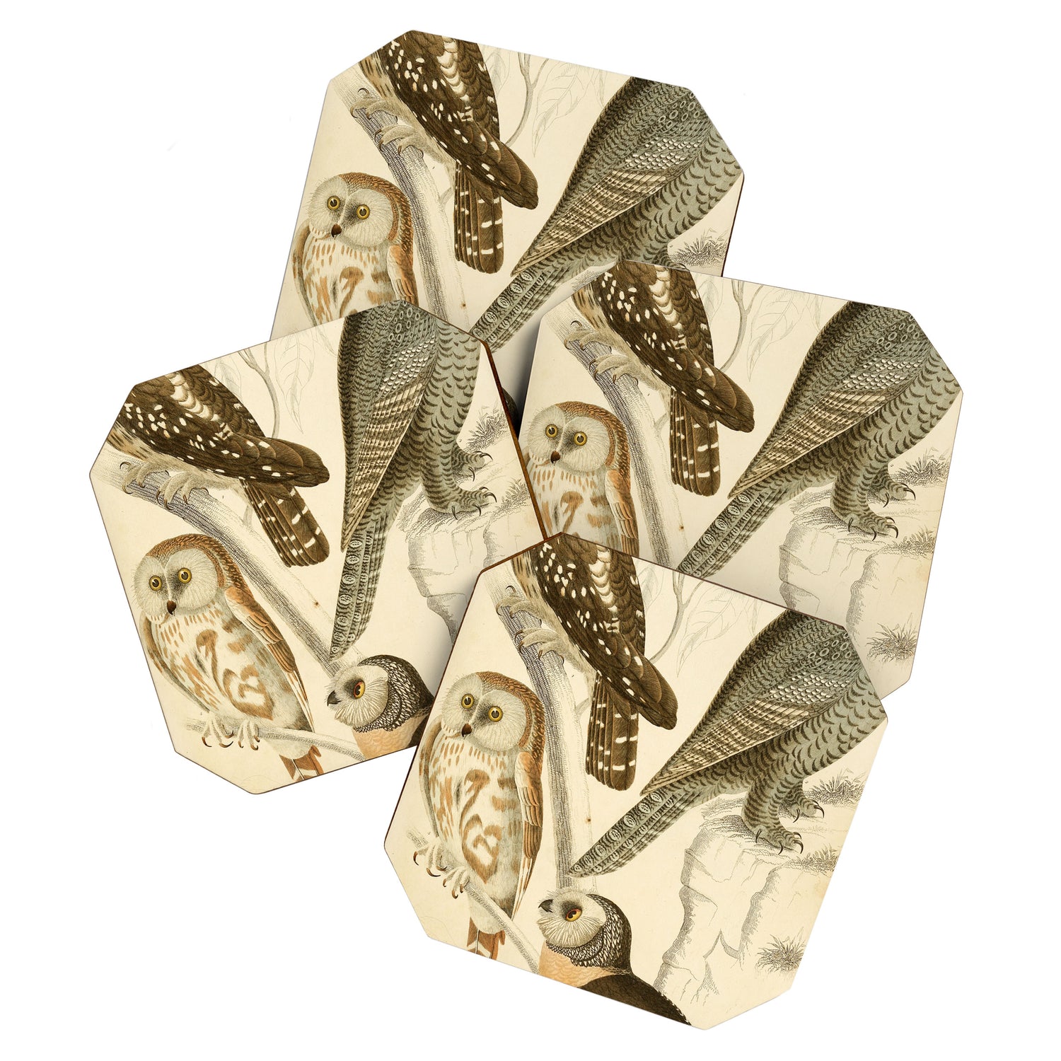 Owls from The Edinburgh Journal, 1835 (benefitting The Nature Conservancy) Coaster Gallery Image 1