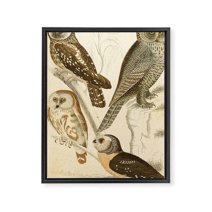 Owls from The Edinburgh Journal, 1835 (benefitting The Nature Conservancy) Framed Canvas Print Gallery Image 1