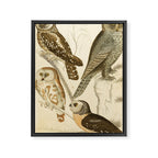 Owls from The Edinburgh Journal, 1835 (benefitting The Nature Conservancy) Framed Canvas Print Gallery Image 6