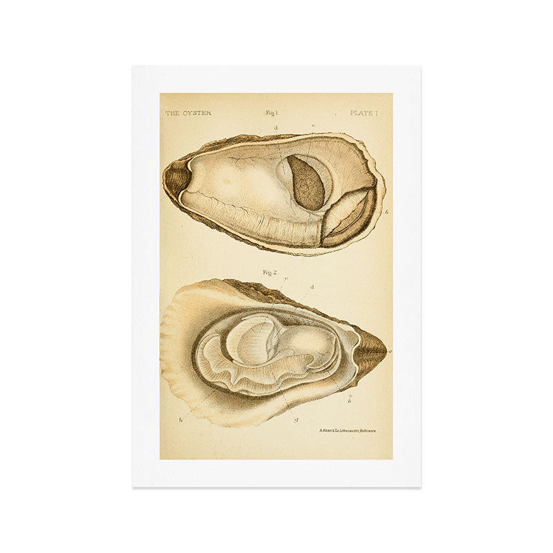 Oyster from "The Oyster: A Popular Summary of a Scientific Study," 1891 (benefitting the Billion Oyster Project) Art Print Gallery Image 1