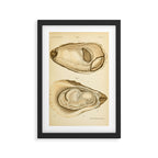 Oyster from "The Oyster: A Popular Summary of a Scientific Study," 1891 (benefitting the Billion Oyster Project) Framed Art Print Gallery Image 2