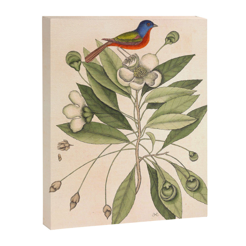 Painted bunting by Mark Catesby, 1729-1731 (benefitting The Nature Conservancy) Canvas Print Gallery Image 6