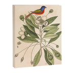 Painted bunting by Mark Catesby, 1729-1731 (benefitting The Nature Conservancy) Canvas Print Gallery Image 6