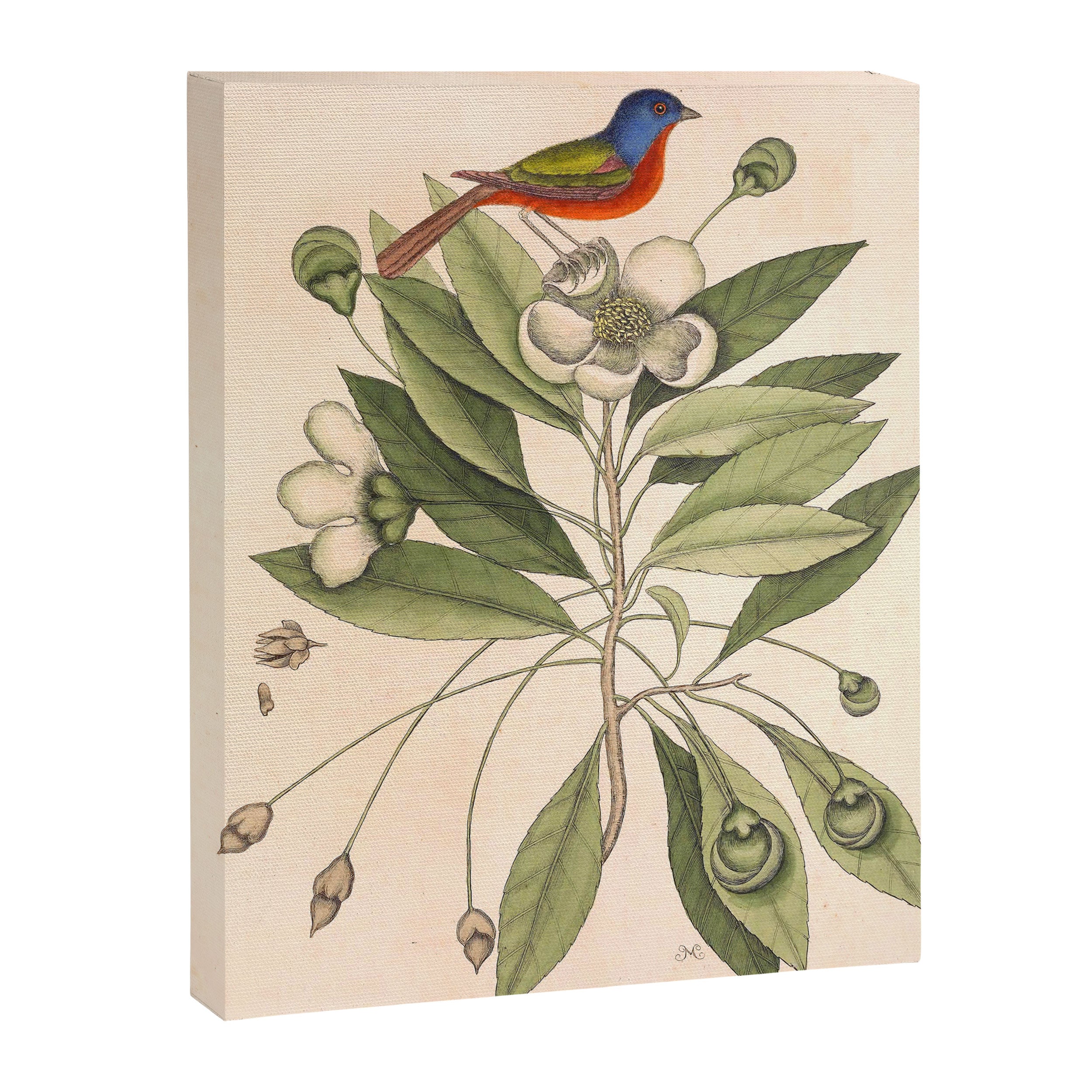 Painted bunting by Mark Catesby, 1729-1731 (benefitting The Nature Conservancy) Canvas Print Gallery Image 6