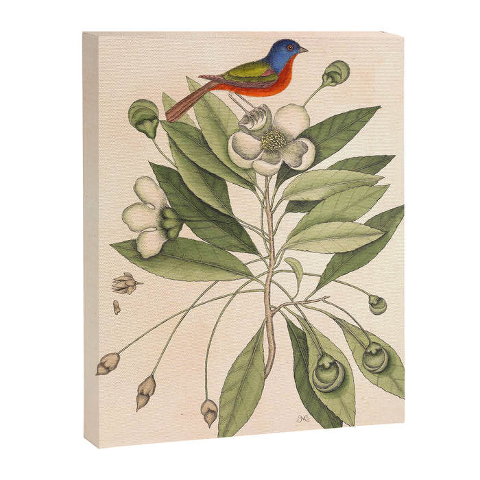 Painted bunting by Mark Catesby, 1729-1731 (benefitting The Nature Conservancy) Canvas Print Gallery Image 1