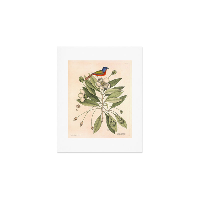 Painted bunting by Mark Catesby, 1729-1731 (benefitting The Nature Conservancy) Art Print Gallery Image 1
