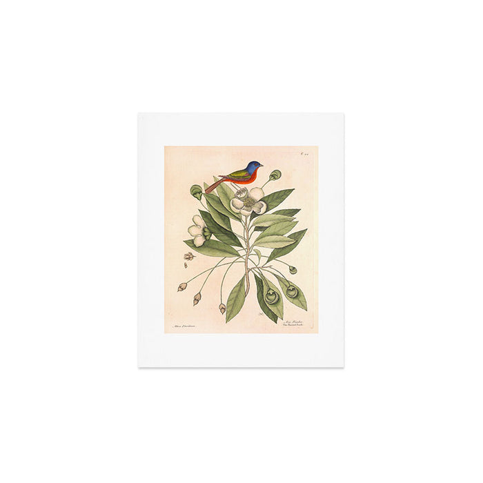 Painted bunting by Mark Catesby, 1729-1731 (benefitting The Nature Conservancy) Art Print Gallery Image 1