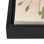 Painted bunting by Mark Catesby, 1729-1731 (benefitting The Nature Conservancy) Framed Canvas Print Gallery Image 3