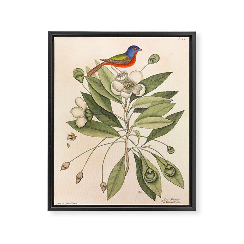 Painted bunting by Mark Catesby, 1729-1731 (benefitting The Nature Conservancy) Framed Canvas Print Gallery Image 6