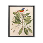 Painted bunting by Mark Catesby, 1729-1731 (benefitting The Nature Conservancy) Framed Canvas Print Gallery Image 6