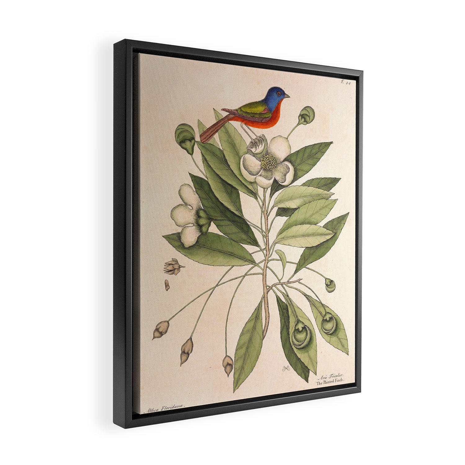 Painted bunting by Mark Catesby, 1729-1731 (benefitting The Nature Conservancy) Framed Canvas Print Gallery Image 2