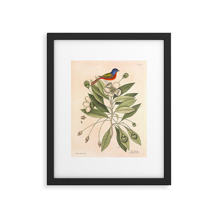 Painted bunting by Mark Catesby, 1729-1731 (benefitting The Nature Conservancy) Framed Art Print Gallery Image 1