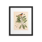 Painted bunting by Mark Catesby, 1729-1731 (benefitting The Nature Conservancy) Framed Art Print Gallery Image 5
