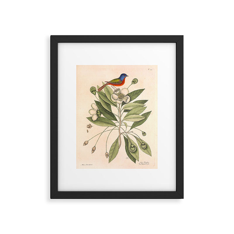Painted bunting by Mark Catesby, 1729-1731 (benefitting The Nature Conservancy) Framed Art Print Gallery Image 5