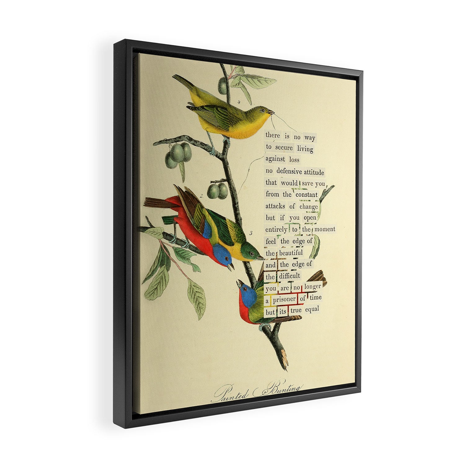 Painted Bunting from 'An Almanac of Birds - Divinations for Uncertain Days' (almanacofbirds.org) Framed Canvas Print Gallery Image 2