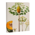Papaya from "Flore dâAmÃ©rique" by Ãtienne Denisse, 1840s Canvas Print Gallery Image 6