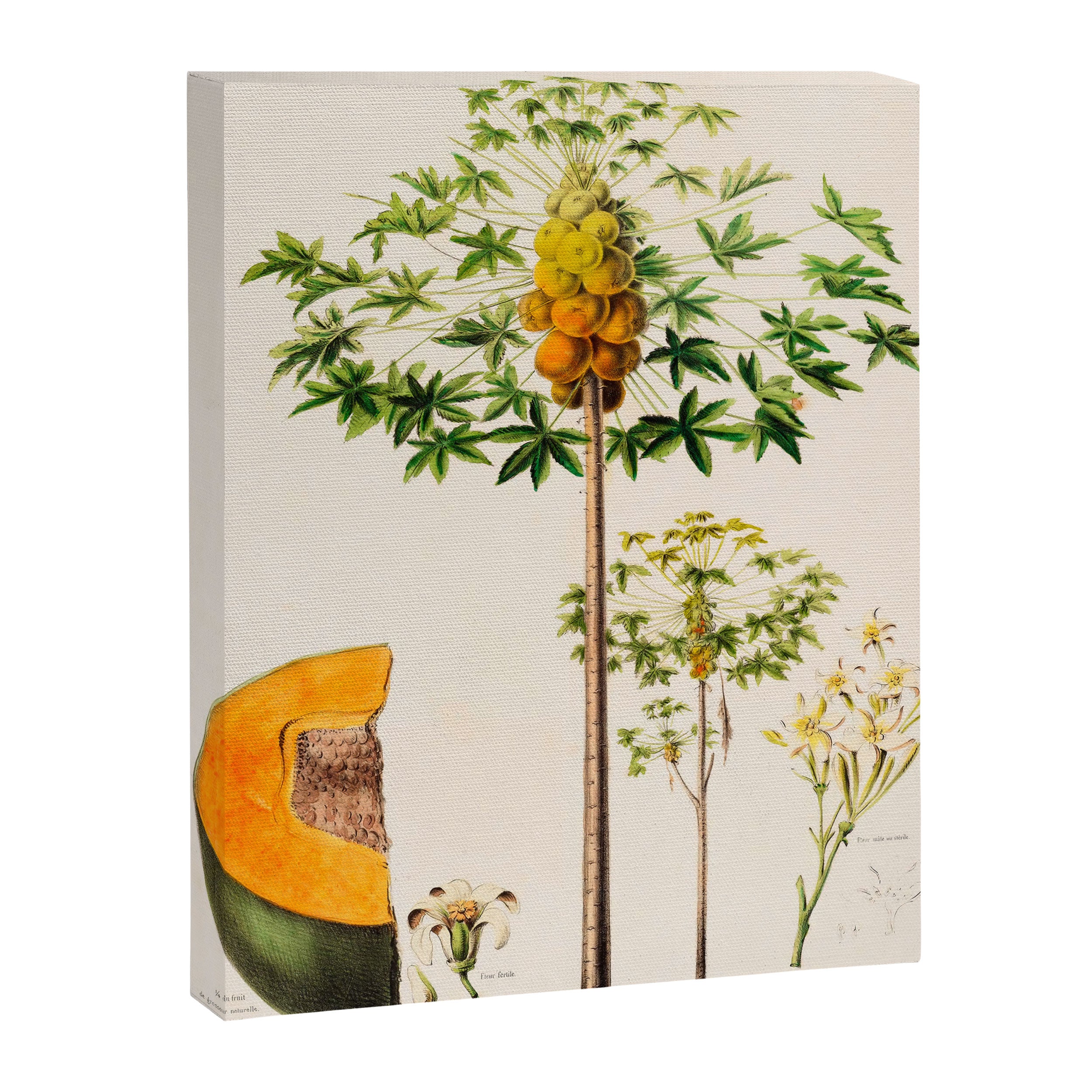 Papaya from "Flore dâAmÃ©rique" by Ãtienne Denisse, 1840s Canvas Print Gallery Image 6