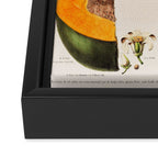 Papaya from "Flore dâAmÃ©rique" by Ãtienne Denisse, 1840s Framed Canvas Print Gallery Image 3