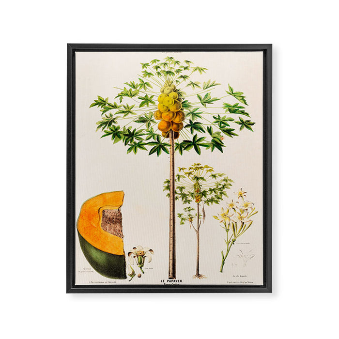 Papaya from "Flore dâAmÃ©rique" by Ãtienne Denisse, 1840s Framed Canvas Print Gallery Image 1