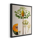 Papaya from "Flore dâAmÃ©rique" by Ãtienne Denisse, 1840s Framed Canvas Print Gallery Image 2
