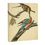 Passenger Pigeon by John James Audubon, 1842 (benefitting The Audubon Society) Canvas Print Gallery Image 6