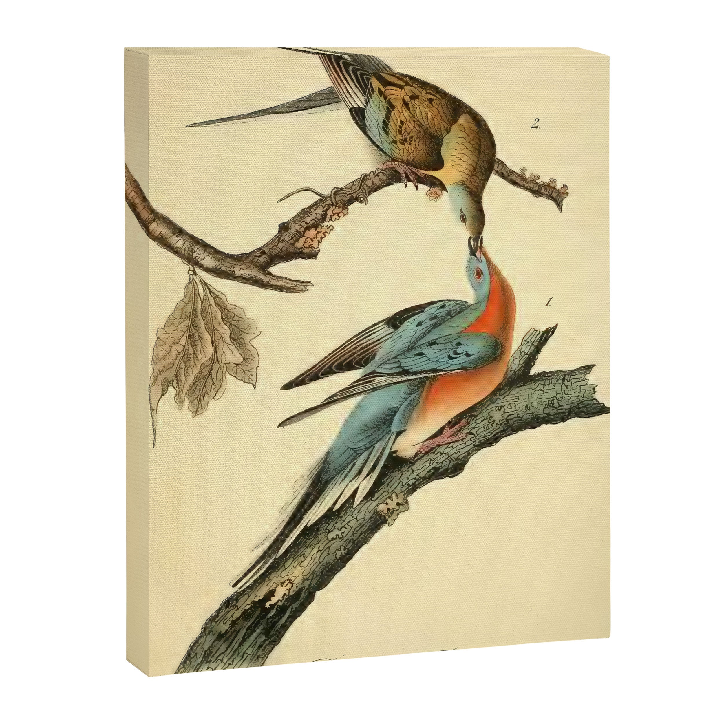 Passenger Pigeon by John James Audubon, 1842 (benefitting The Audubon Society) Canvas Print Gallery Image 6