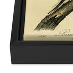 Passenger Pigeon by John James Audubon, 1842 (benefitting The Audubon Society) Framed Canvas Print Gallery Image 3
