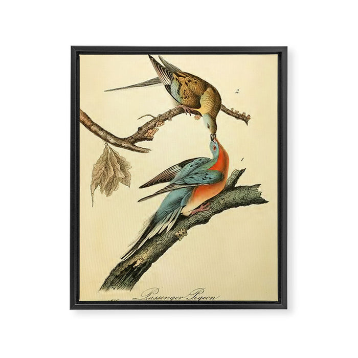 Passenger Pigeon by John James Audubon, 1842 (benefitting The Audubon Society) Framed Canvas Print Gallery Image 1