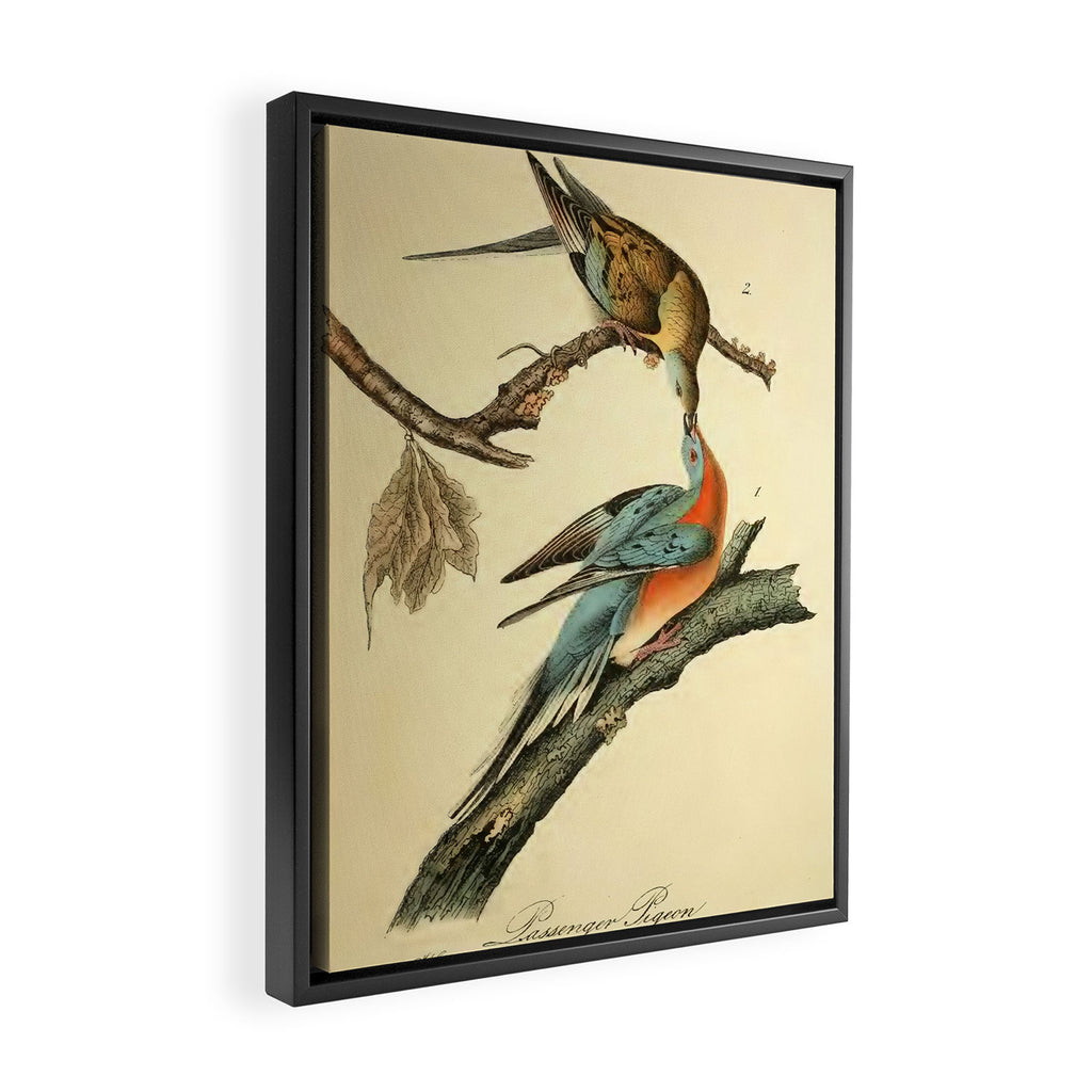 Passenger Pigeon by John James Audubon, 1842 (benefitting The Audubon Society) Framed Canvas Print Gallery Image 2