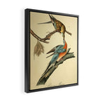 Passenger Pigeon by John James Audubon, 1842 (benefitting The Audubon Society) Framed Canvas Print Gallery Image 2