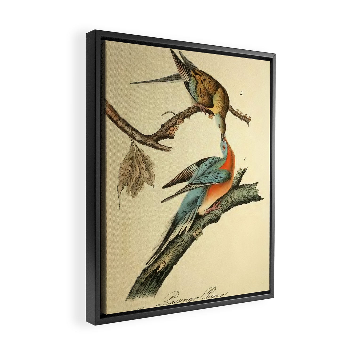Passenger Pigeon by John James Audubon, 1842 (benefitting The Audubon Society) Framed Canvas Print Gallery Image 2