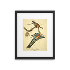 Passenger Pigeon by John James Audubon, 1842 (benefitting The Audubon Society) Framed Art Print Gallery Image 5