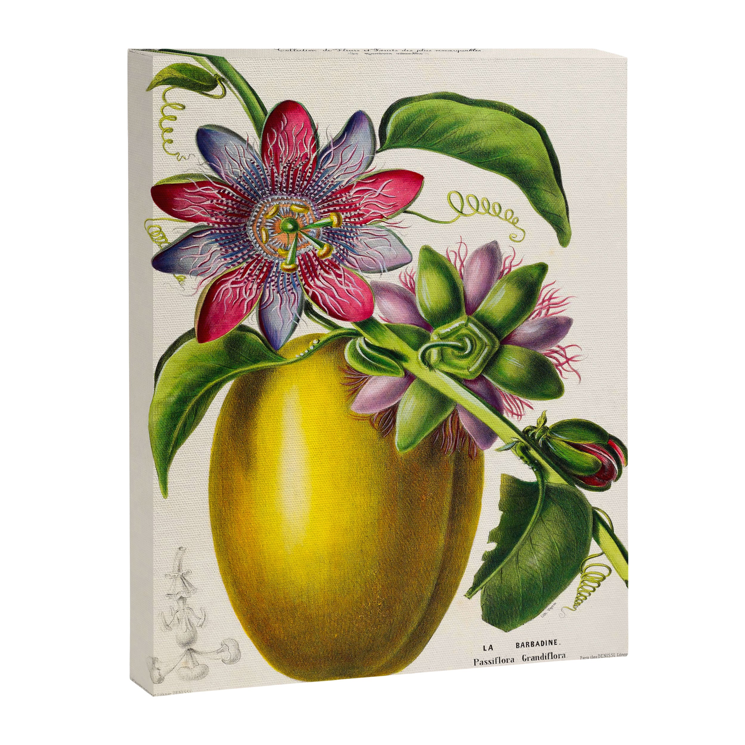 Passionflower and passionfruit from "Flore dâAmÃ©rique" by Ãtienne Denisse, 1840s Canvas Print Gallery Image 6