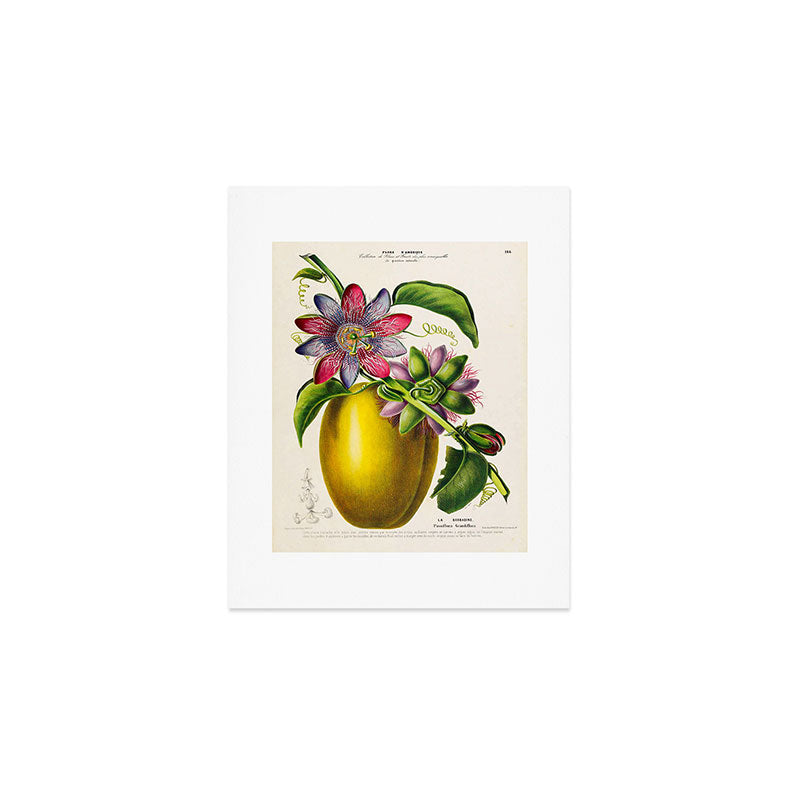 Passionflower and passionfruit from "Flore dâAmÃ©rique" by Ãtienne Denisse, 1840s Art Print Gallery Image 1
