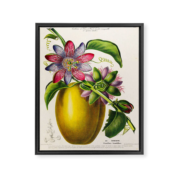 Passionflower and passionfruit from "Flore dâAmÃ©rique" by Ãtienne Denisse, 1840s Framed Canvas Print Gallery Image 1