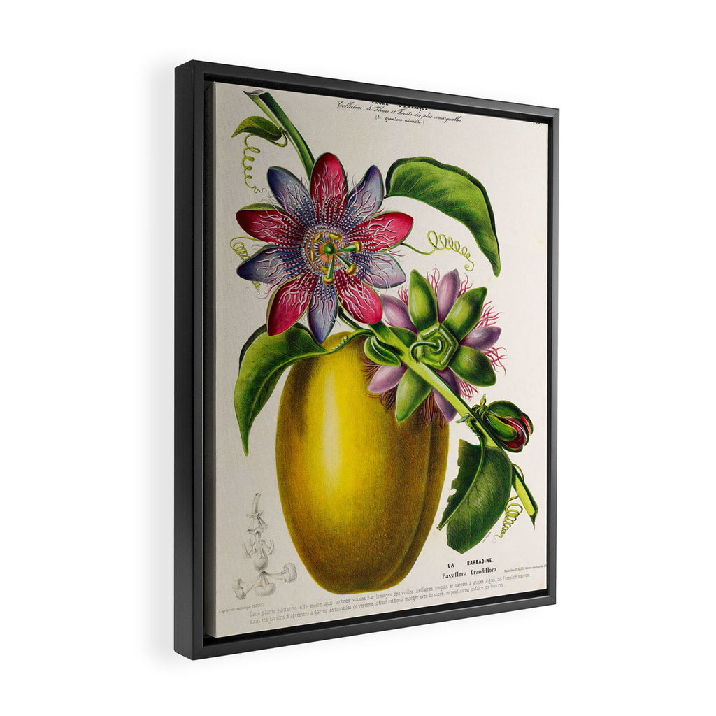 Passionflower and passionfruit from "Flore dâAmÃ©rique" by Ãtienne Denisse, 1840s Framed Canvas Print Gallery Image 2