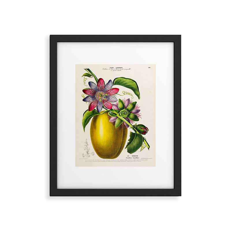 Passionflower and passionfruit from "Flore dâAmÃ©rique" by Ãtienne Denisse, 1840s Framed Art Print Gallery Image 5