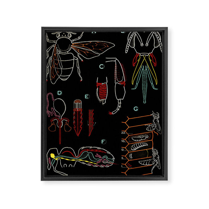Paul Sougy: The Bee, 1962 (proceeds benefit The Nature Conservancy) Framed Canvas Print Gallery Image 1