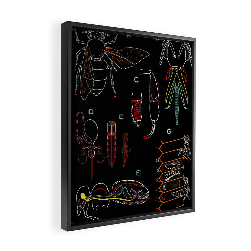 Paul Sougy: The Bee, 1962 (proceeds benefit The Nature Conservancy) Framed Canvas Print Gallery Image 2